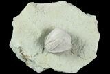 Blastoid (Pentremites) Fossil - Illinois #184097-1
